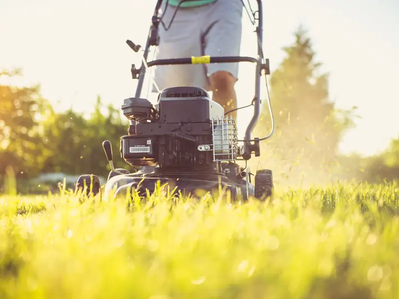 A push mower cutting tall grass in low evening sun
