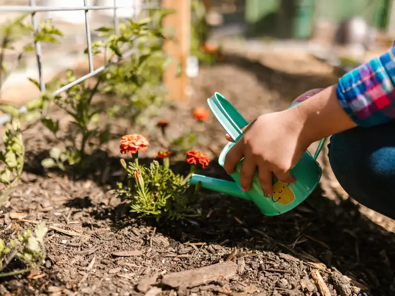 A gardener watering newly planted marigolds in a mulched bed